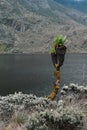 Giant groundsels growing at the shores of Lake Bujuku, Rwenzori Mountains, Uganda