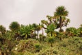 Giant groundsels growing in the wild at Mount Muhabura in rural Uganda