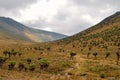 Giant groundsels against a mountain background, Mount Kenya