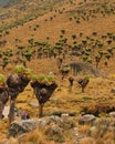 Giant groundsels (Dendrosenecio Keniodendron) at Mount Kenya