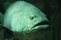 Giant grouper Royalty Free Stock Photo