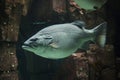 Giant grouper Epinephelus lanceolatus