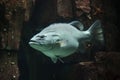 Giant grouper Epinephelus lanceolatus