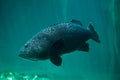 Giant grouper Epinephelus lanceolatus