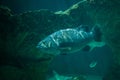 Giant grouper Epinephelus lanceolatus Royalty Free Stock Photo