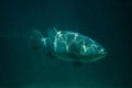 Giant grouper Epinephelus lanceolatus Royalty Free Stock Photo