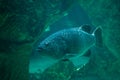 Giant grouper Epinephelus lanceolatus Royalty Free Stock Photo