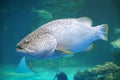 Giant grouper Royalty Free Stock Photo