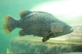 Giant grouper Royalty Free Stock Photo