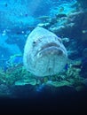 The giant grouper (Epinephelus lanceolatus) in an aquarium, front view. Royalty Free Stock Photo