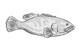 Giant Grouper Epinephelus lanceolatus Hawaii Fish Cartoon Drawing Halftone Black and White Royalty Free Stock Photo