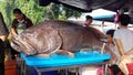 Giant grouper