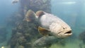 The Giant grouper fish in aquarium Royalty Free Stock Photo
