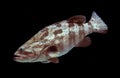 Giant grouper fish on black background