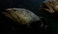 The Giant grouper fish in the dark sea Royalty Free Stock Photo