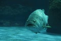Giant grouper fish in green light in a large aquarium, fish tank, Giant grouper facing straight. Royalty Free Stock Photo