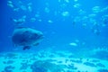 Giant grouper fish looking Royalty Free Stock Photo