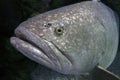 Giant Grouper Fish, portrait, close up Royalty Free Stock Photo