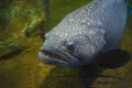 Giant grouper fish or Serranidae fish swimming underwater fish tank at aquarium - Epinephelus lanceolatus Royalty Free Stock Photo