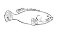 giant grouper Epinephelus lanceolatus, Queensland grouper, brindle grouper or mottled-brown sea bass drawing Royalty Free Stock Photo