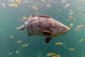 Giant grouper. a large saltwater fish of the grouper family found in the eastern as well as western Atlantic ocean. Giant grouper