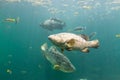 Giant grouper. a large saltwater fish of the grouper family found in the eastern as well as western Atlantic ocean. Giant grouper Royalty Free Stock Photo