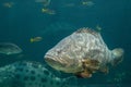 Giant grouper. a large saltwater fish of the grouper family found in the eastern as well as western Atlantic ocean. Royalty Free Stock Photo