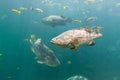 Giant grouper. a large saltwater fish of the grouper family found in the eastern as well as western Atlantic ocean. Giant grouper Royalty Free Stock Photo