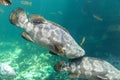 Giant grouper. a large saltwater fish of the grouper family found in the eastern as well as western Atlantic ocean. Giant grouper Royalty Free Stock Photo