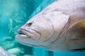 Giant grouper or Queensland grouper Royalty Free Stock Photo