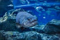 Giant Grouper or Queensland grouper fish Royalty Free Stock Photo