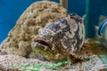 Giant grouper or Queensland grouper in tank. Royalty Free Stock Photo