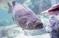 Giant grouper or Queensland grouper Royalty Free Stock Photo