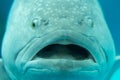 Giant grouper in the sea Royalty Free Stock Photo