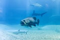 Giant grouper with shark in blue sea Royalty Free Stock Photo