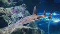 Giant guitarfish Rhynchobatus djiddensis in aquarium Royalty Free Stock Photo