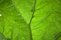 Giant Gunnera leaf. Royalty Free Stock Photo