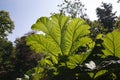 Giant Gunnera leaves