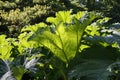 Giant Gunnera leaves Royalty Free Stock Photo