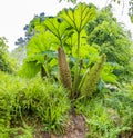 The giant Gunnera manicata plants growing overhead Royalty Free Stock Photo