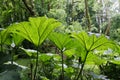 Giant Gunnera plants Royalty Free Stock Photo