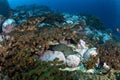 Giant hawkfish, cirrhitus rivulatus, the hieroglyphic hawkfish