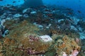 Giant hawkfish, cirrhitus rivulatus, the hieroglyphic hawkfish