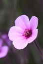 Giant herb-Robert, Geranium maderense close-up of flower