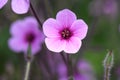 Giant herb-Robert, Geranium maderense close-up pink flower