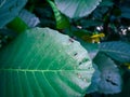 Giant Highland breadfruit tree leaves, a fig tree from Papua New Guinea Ficus dammaropsis or Kapiak