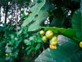 Giant Highland breadfruit tree leaves, a fig tree from Papua New Guinea Ficus dammaropsis or Kapiak