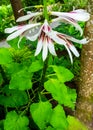 Giant Himalayan Lily Plant Green Leaves Royalty Free Stock Photo