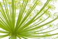 Giant hogweed Royalty Free Stock Photo