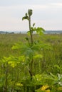 Giant Hogweed, a giant hogweed against blue sky Royalty Free Stock Photo